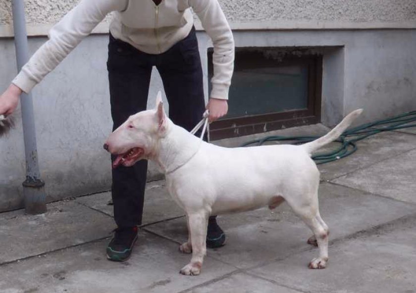 Бультерьер