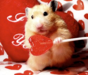 Хомяк держит конфету