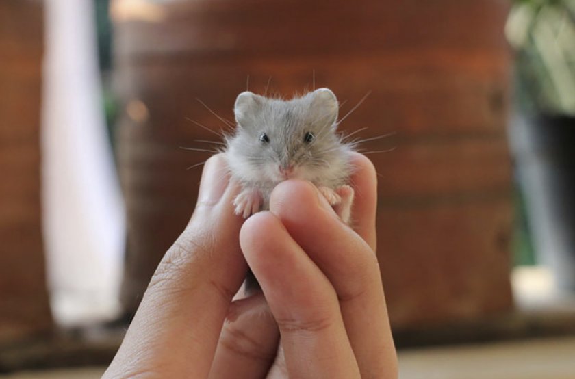 Карликовый хомяк