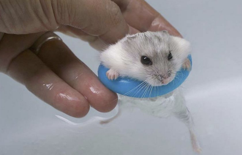 Хомяк плавает