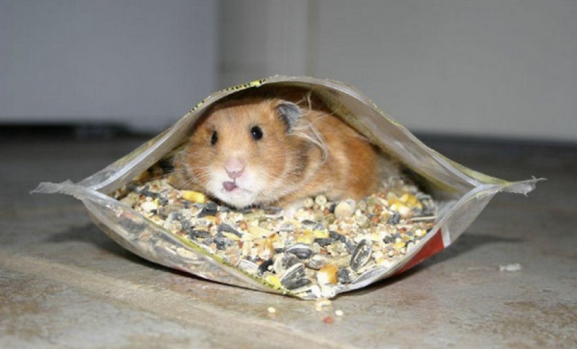 Запасливый хомяк