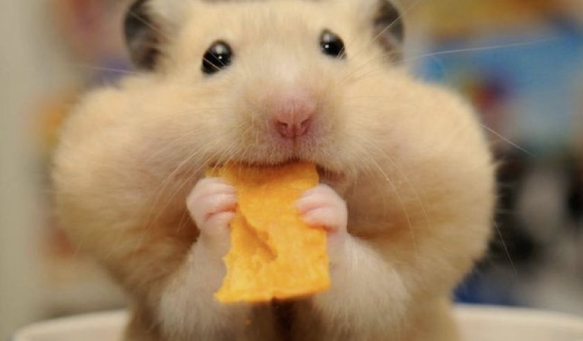 Хомяк с набитыми щеками