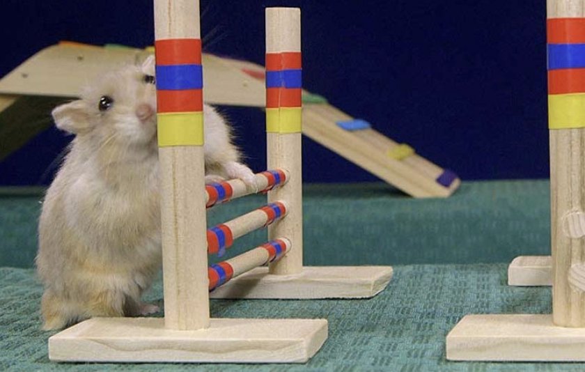 Дрессировка хомяков