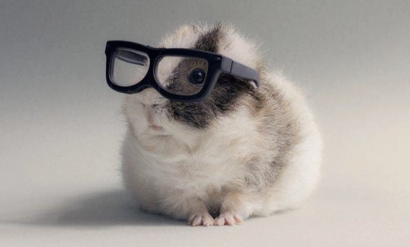 Хомяк в очках