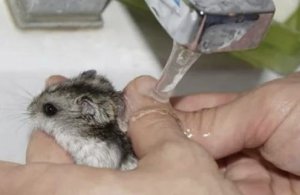 Хомяка моют под краном