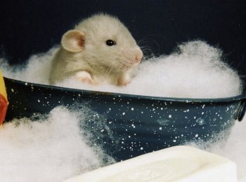 Нужно ли мыть хомяков в домашних условиях