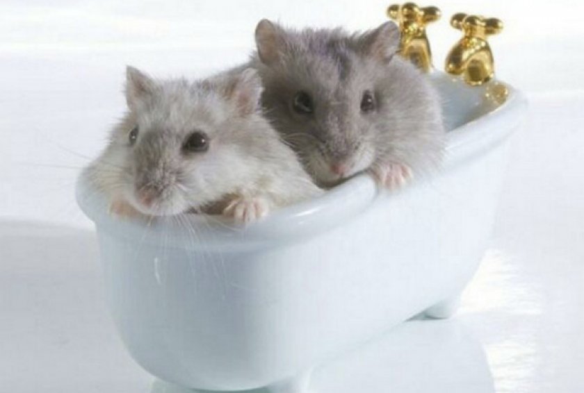 Хомяки в ванной