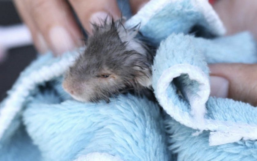 Сушка хомяка