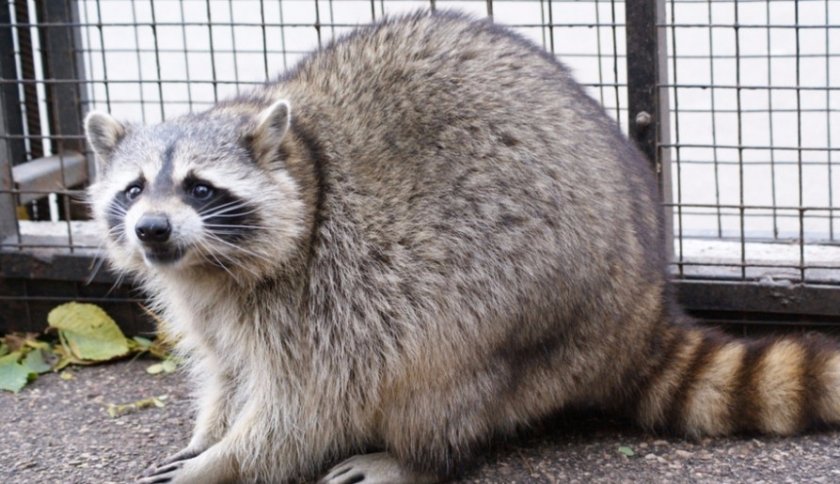 Енот-полоскун