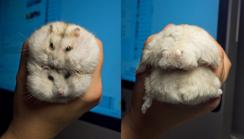 Джунгарики Джунгарики