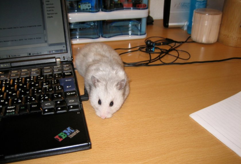 Джунгарик Джунгарик