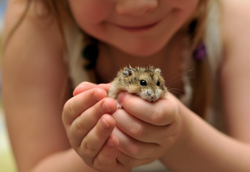 Ребенок держит хомяка