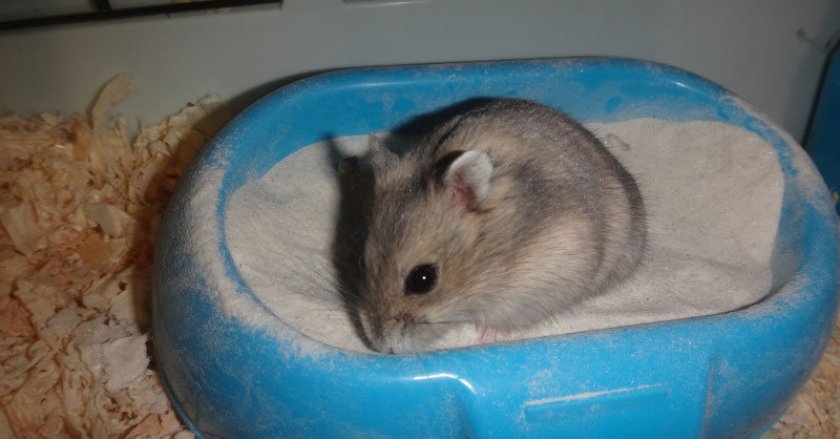 Ванночка с песком для хомяка
