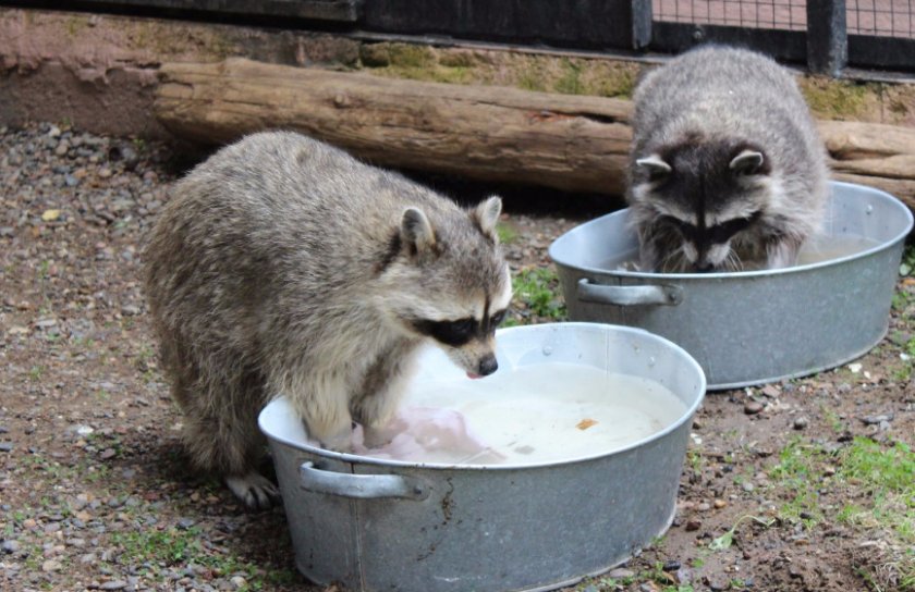 Еноты-полоскуны