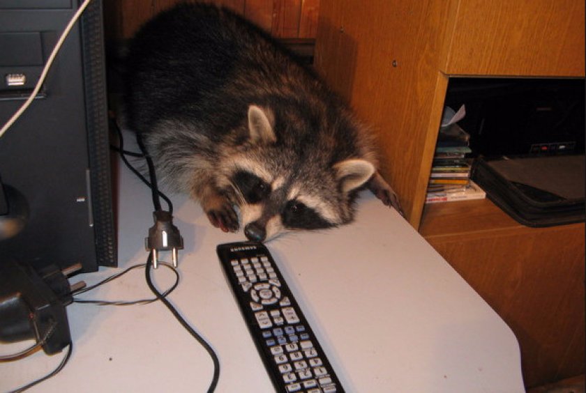 Енот в квартире