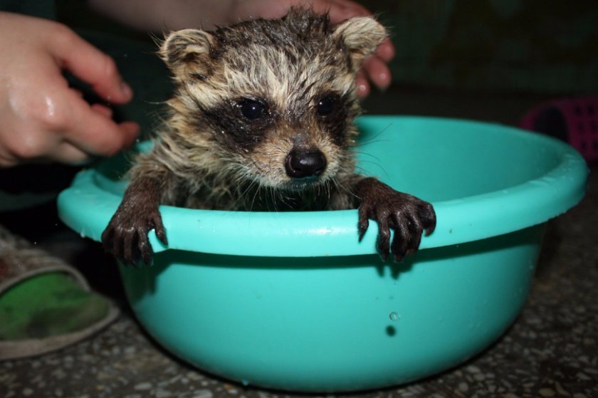 Купание енота