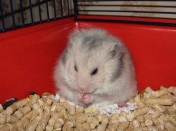 Какой наполнитель лучше для хомяков