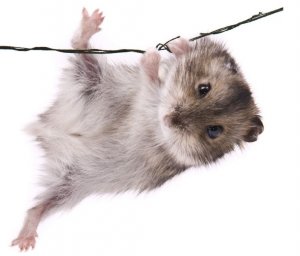 Джунгарик Джунгарик