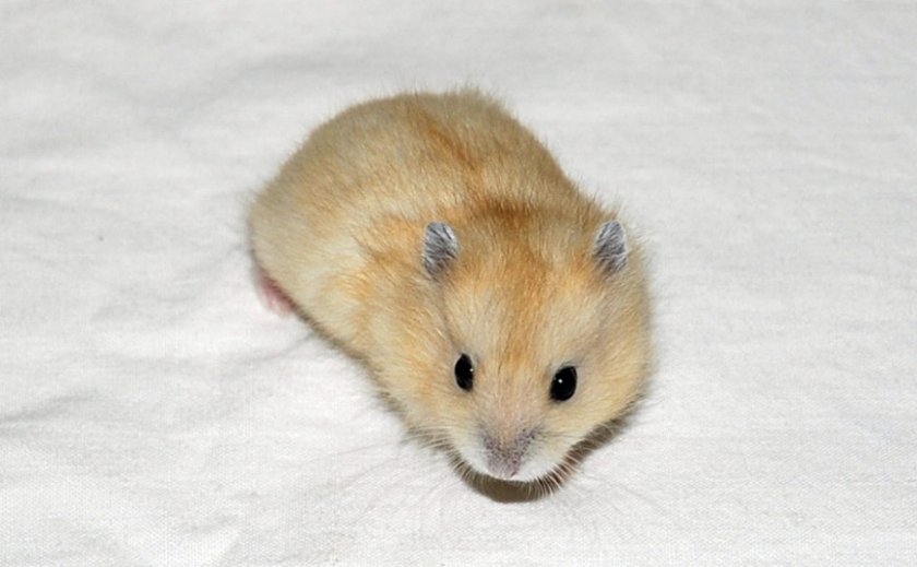 Джунгарик Джунгарик