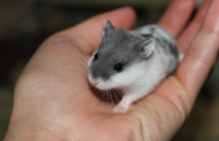 Хомяк Кэмпбелла Хомяк Кэмпбелла