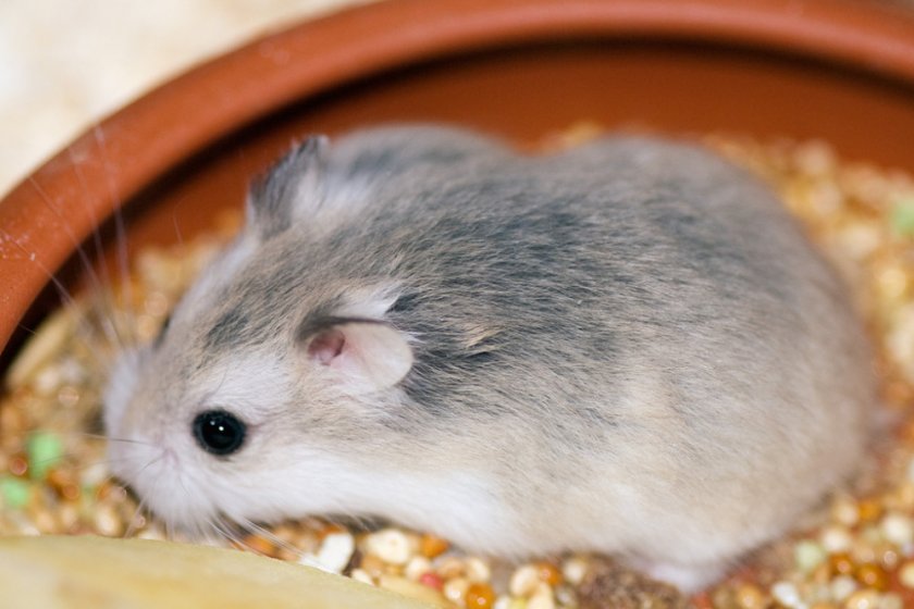 Хомяк Роборовского Хомяк Роборовского