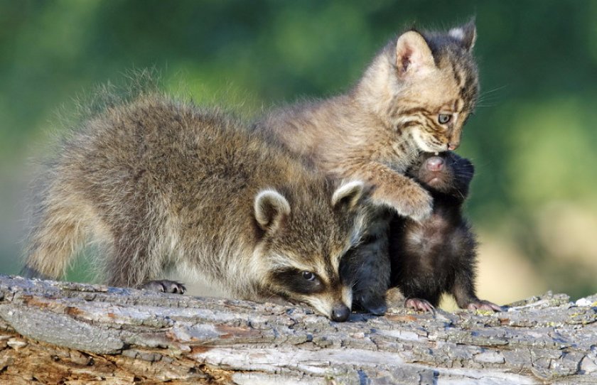 Совместимость енотов с другими животными