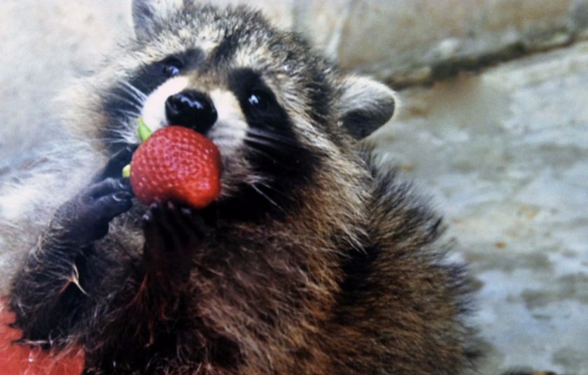 Рацион енотов