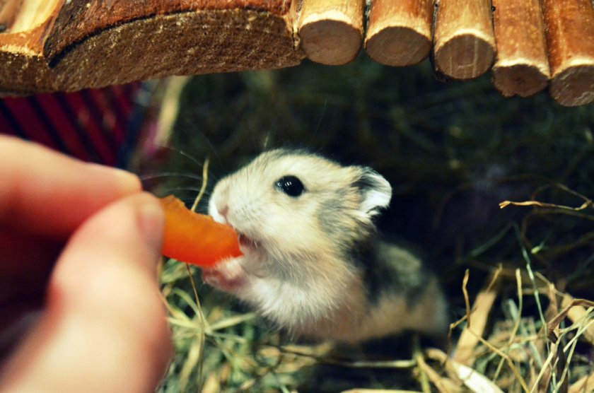 Хомяк Кэмпбелла Хомяк Кэмпбелла