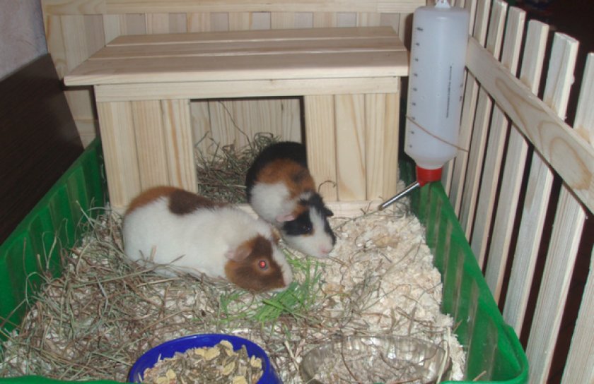 Морские свинки в домике