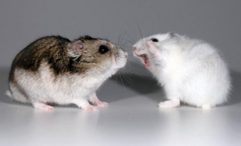 Хомяки дерутся