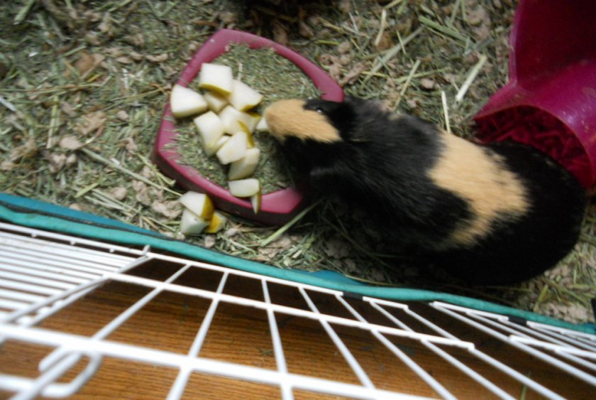 Можно ли морской свинке грушу