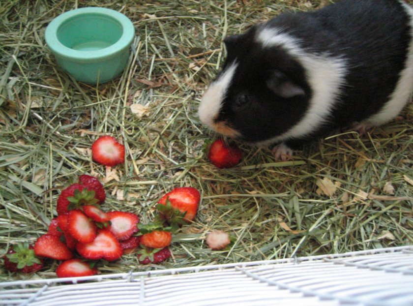 Можно ли клубнику морским свинкам