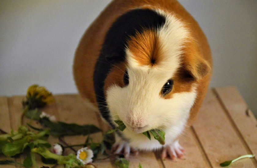 Можно ли одуванчик морским свинкам