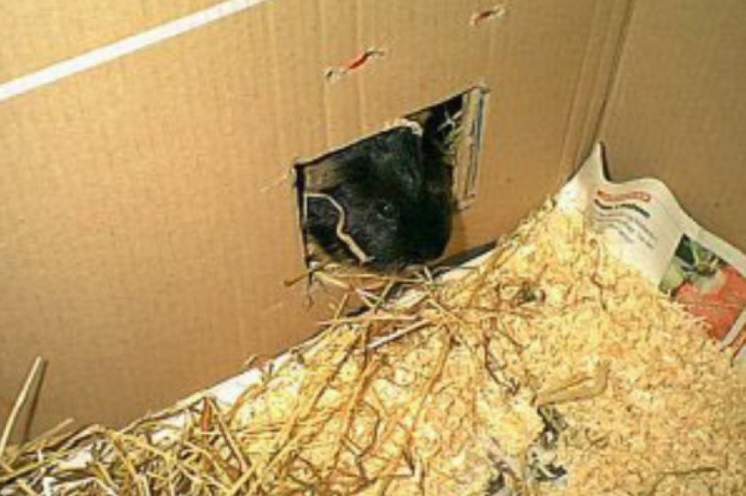 Домик для морской свинки