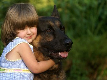 Родом из Германии: как содержать овчарку в домашних условиях