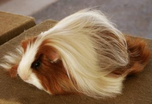 Перуанская морская свинка