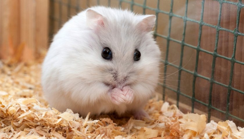 Беременность у хомяков