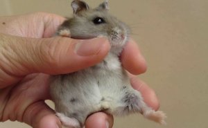 Беременность у хомяков