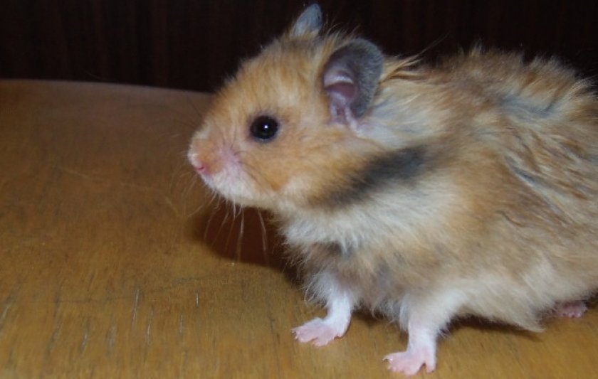 Сирийский хомяк