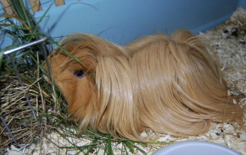 Перуанская морская свинка в клетке