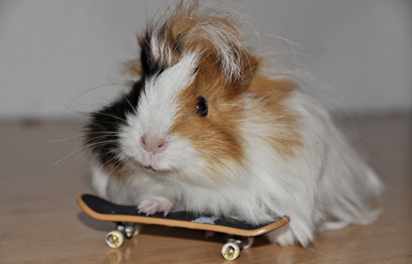Морская свинка на скейте
