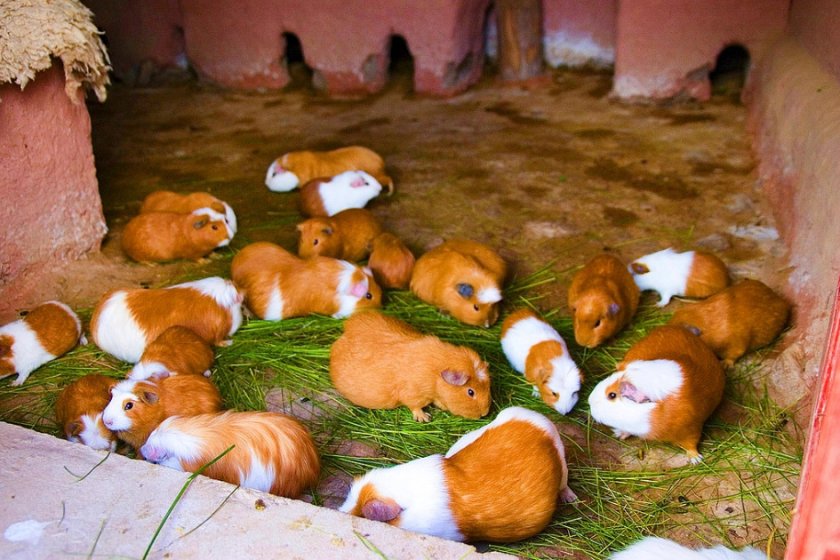 Гигантские морские свинки Гигантские морские свинки