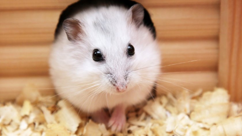 Беременный хомяк