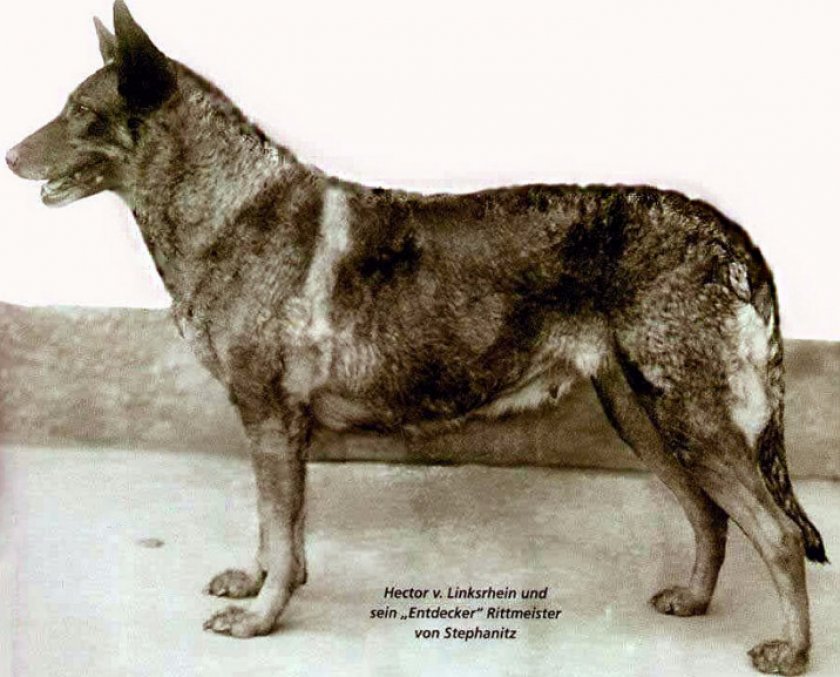 Немецкая овчарка Немецкая овчарка