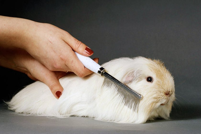 Уход за шерстью морской свинки