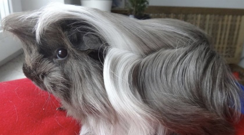 Перуанская морская свинка