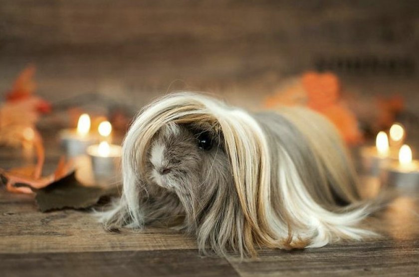 Перуанская морская свинка