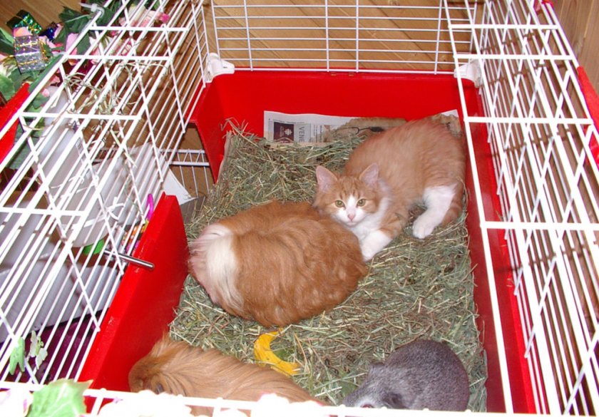 Гигантские морские свинки