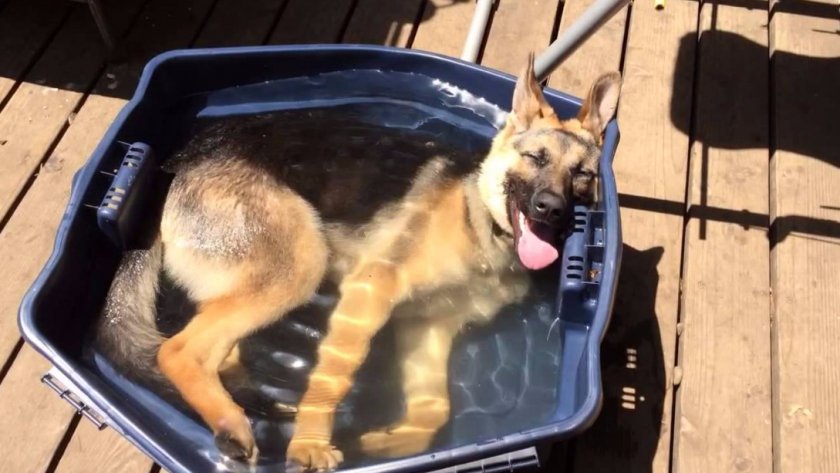 Немецкая овчарка Немецкая овчарка