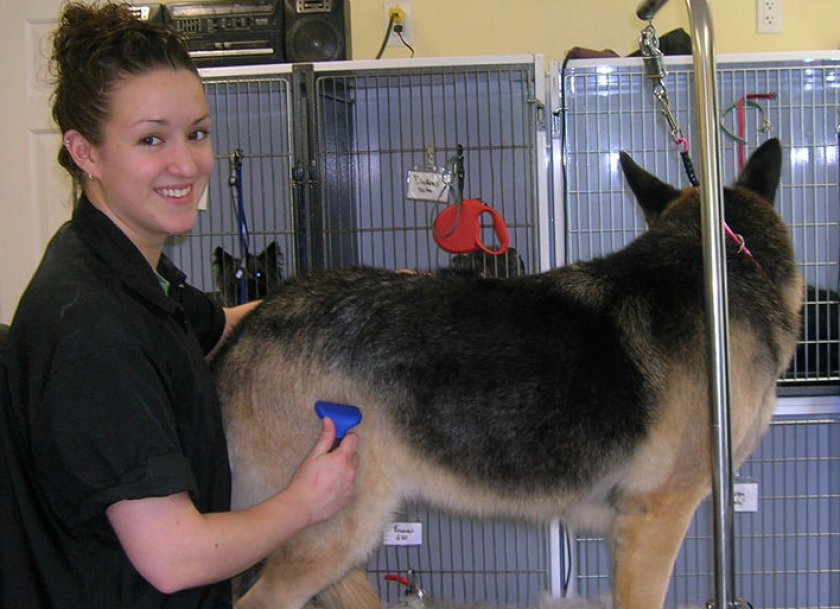 Немецкая овчарка Немецкая овчарка